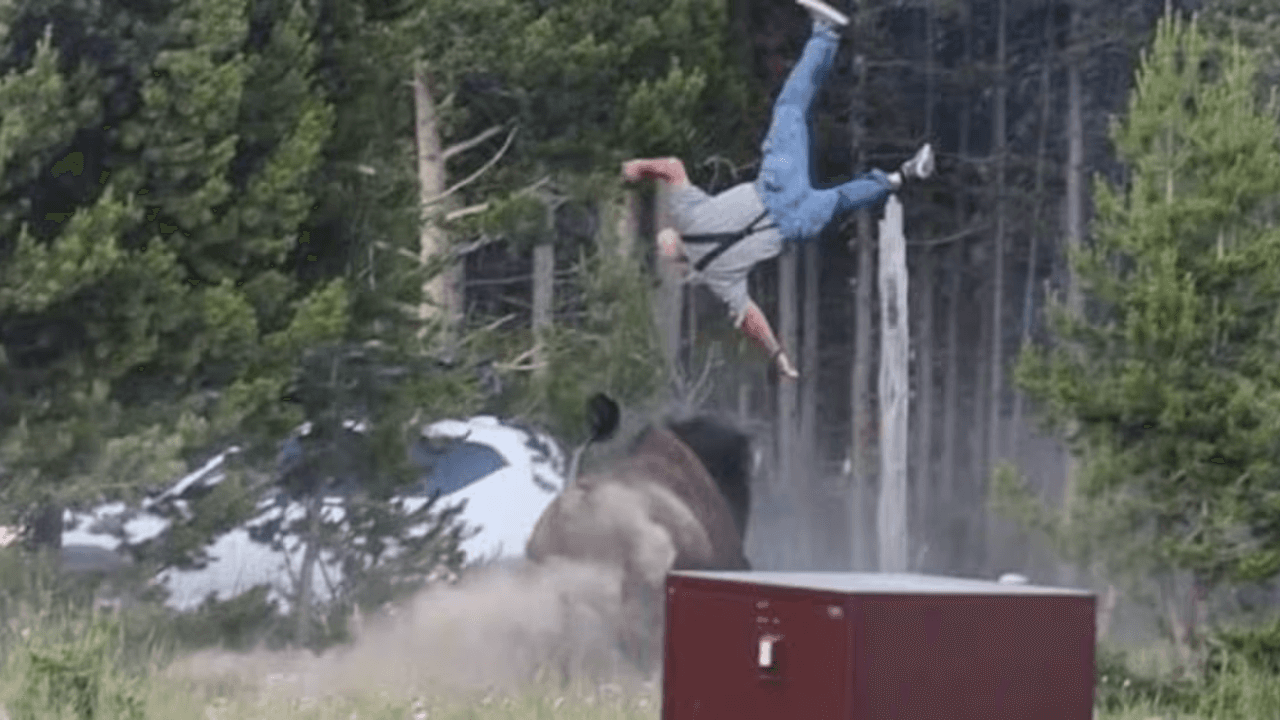 A viral reminder that Yellowstone is not a petting zoo