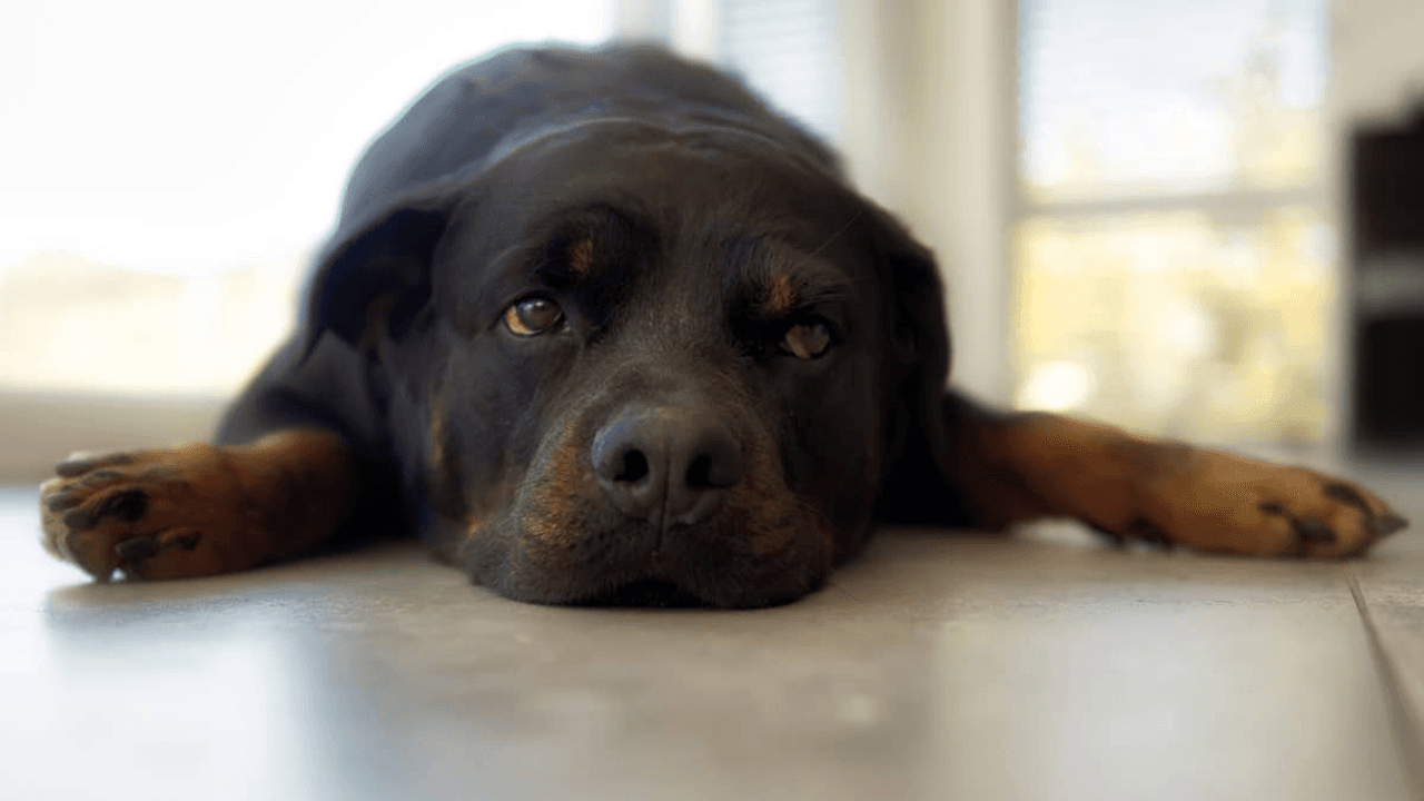 Rottweiler Eats Mom’s Expensive Makeup—and There’s No Way She Can Deny It Was Her
