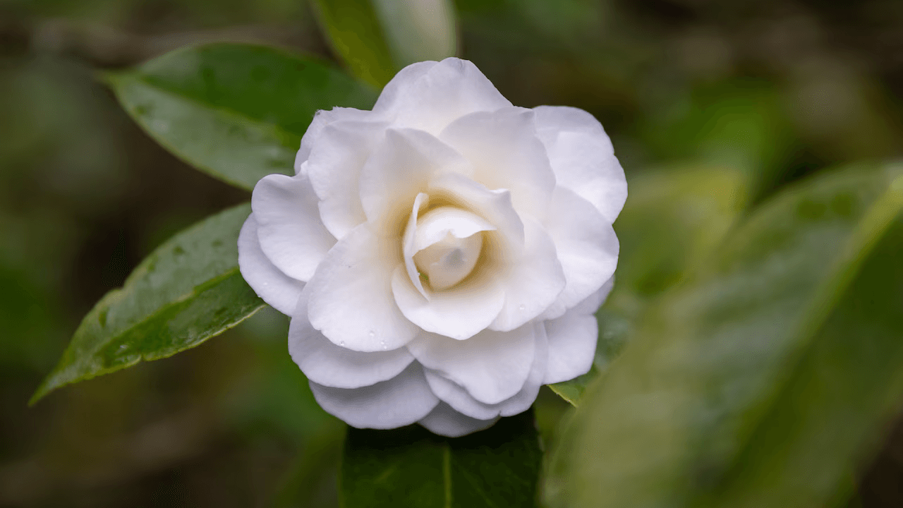 Plan for a partly sunny Sunday in Portland. Rain will return next week