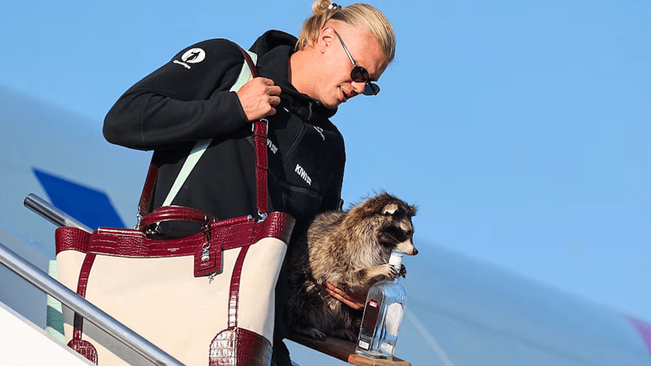 ‘It followed me home’: Norway’s Erling Haaland buys souvenir stuffed raccoon