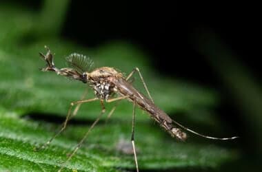 Iceland reports the presence of mosquitoes for the first time, as climate warms