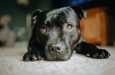 Watch Holly the Blue Staffy’s Adorable 8 PM Bedtime Routine With Her Stuffed Cow