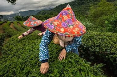 Photos: Taiwan’s tea revival blends ancient terraces with new climate adaptations